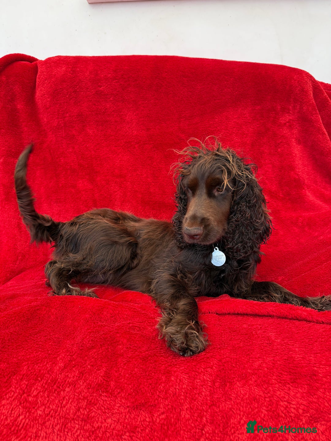 Cocker Spaniel dogs for sale: Working cocker spaniel puppies - Only 3x pups left - Image 14