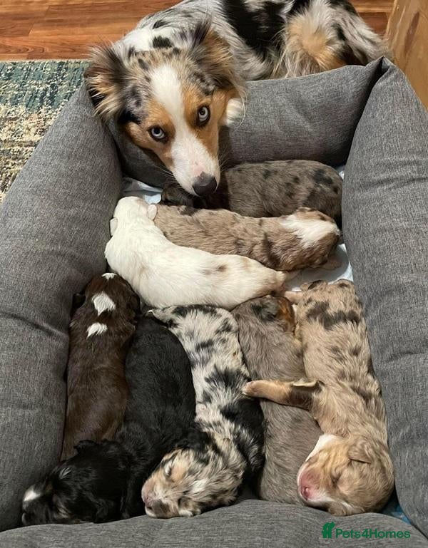 Australian Shepherd dogs Little Adventure Machines with Loving Hearts - Advert 1