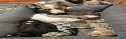 Australian Shepherd dogs for sale: Little Adventure Machines with Loving Hearts in Doncaster - Advert 1