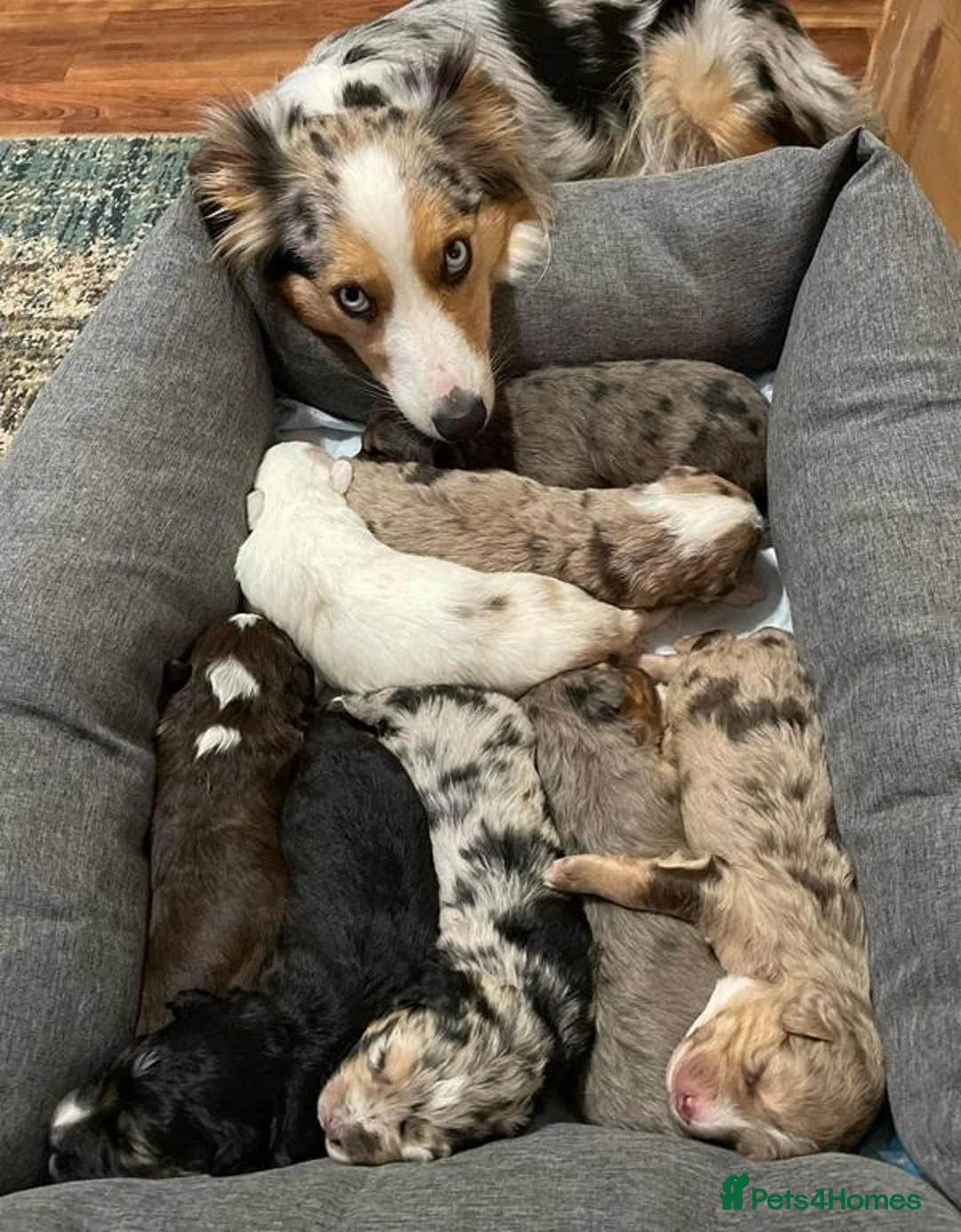 Australian Shepherd dogs for sale: Little Adventure Machines with Loving Hearts in Doncaster - Advert 1