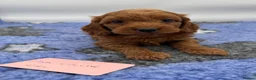 Cockapoo dogs for sale: Stunning Red F1 Cockapoo Puppies - Advert 7