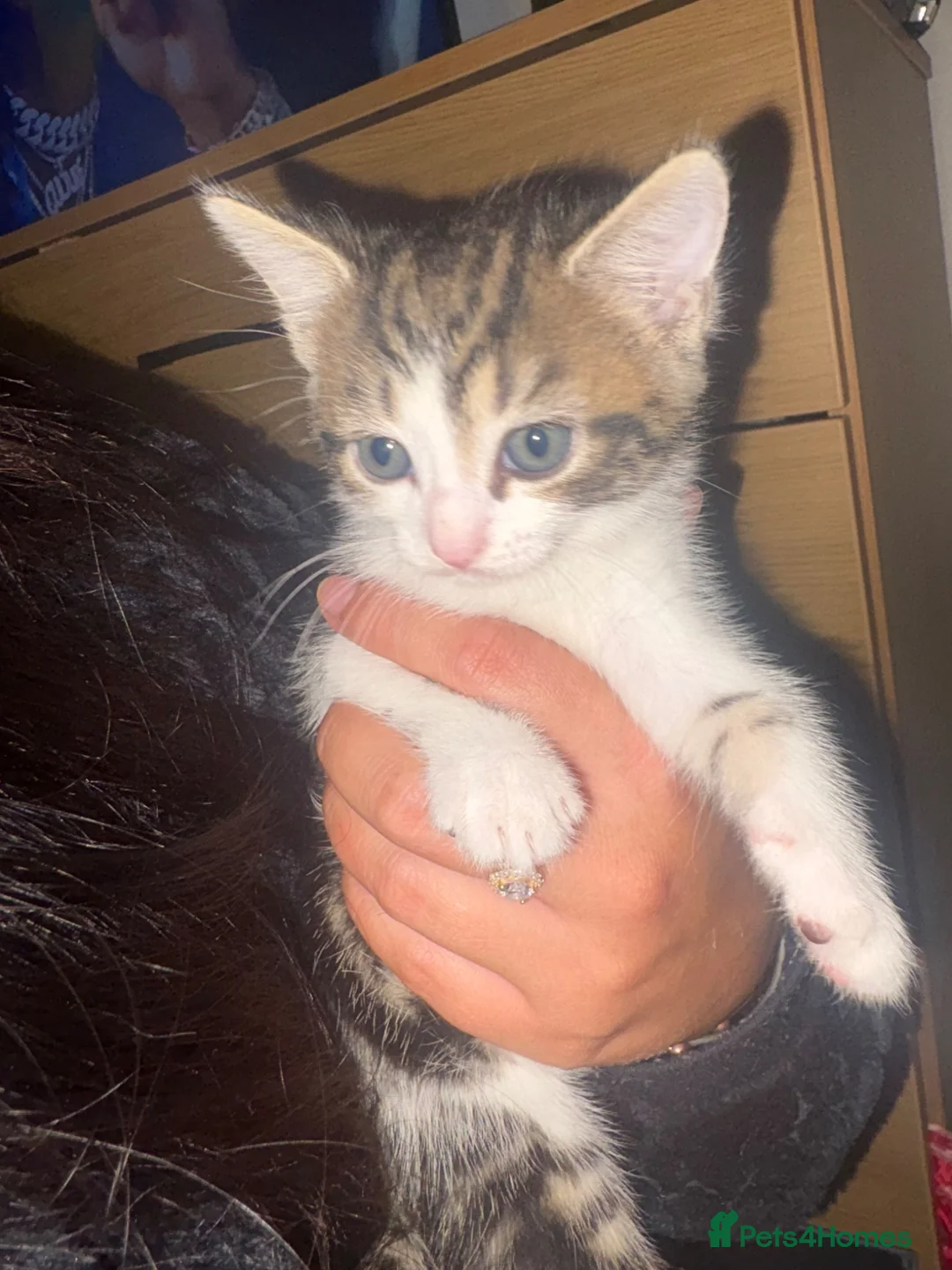 Mixed Breed cats for sale: 1 female kitten left sadly been let down.  in Morecambe - Advert 3