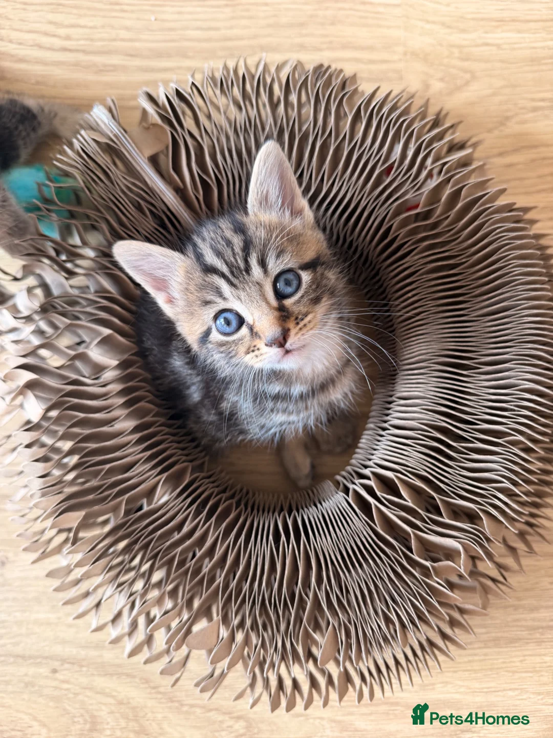 Mixed Breed cats for sale: Gorgeous Tabby Kittens - Advert 1