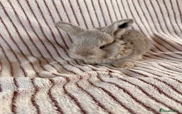 Mini Lop rabbits for sale: 8 Stunning babies! Mini lop x Giant French lop - Image 12