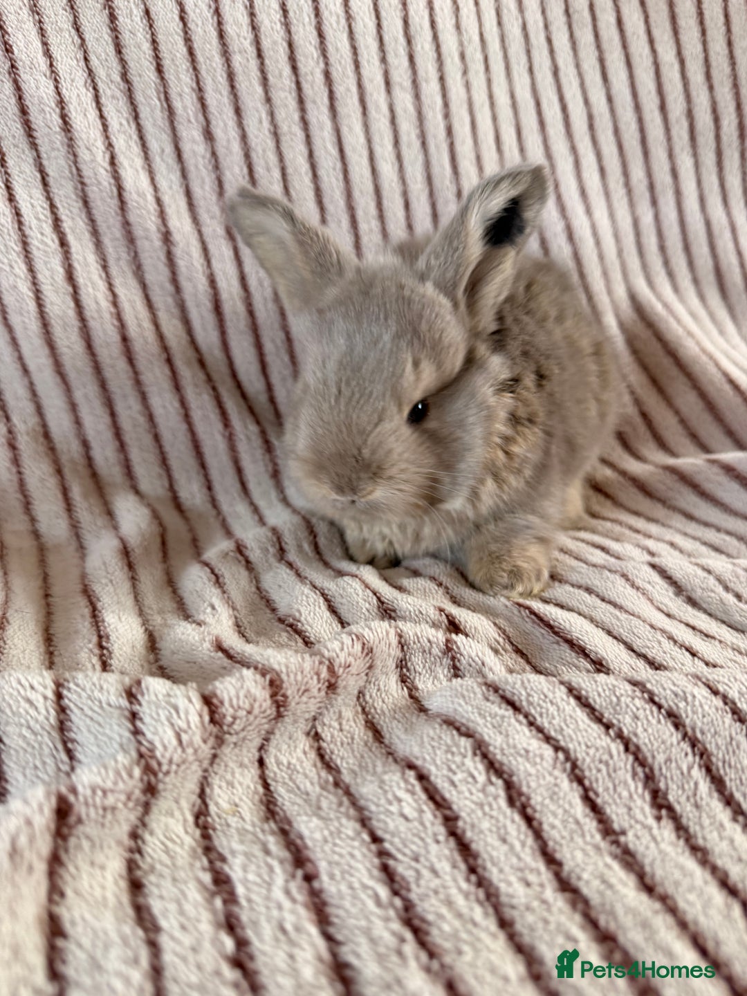 Mini Lop rabbits for sale: 8 Stunning babies! Mini lop x Giant French lop - Image 12