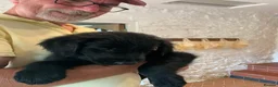 Flat coated Retriever dogs for sale: Flat coated pups ready 24/07 - Advert 12