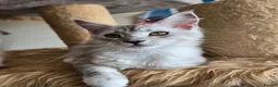 Maine Coon cats for sale: Ready now Silver with white Maine Coon kittens - Advert 25