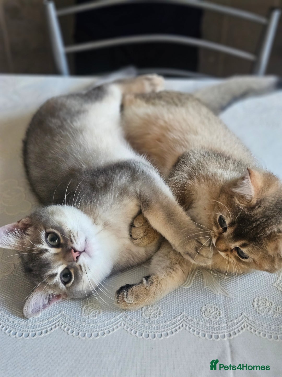British Shorthair cats for sale: Golden Shaded Kittens looking for Loving Homes!  - Image 4