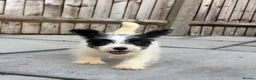 Jack Russell dogs for sale: 3 male Jack Russell puppies  - Advert 13