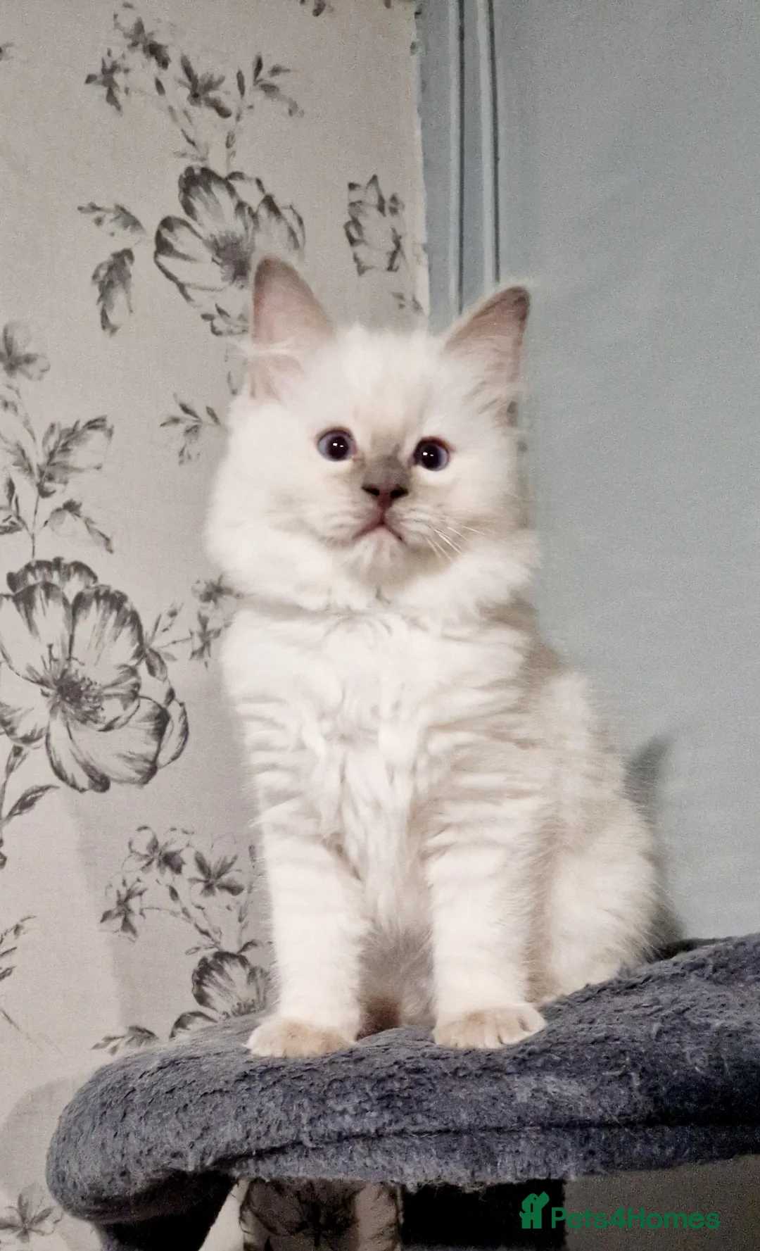 Ragdoll cats for stud: *stud*Gccf & tica entire active bluepoint ragdoll in Oldham - Advert 19