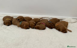 Cockapoo dogs for sale: F1 Cockapoo Puppies  - Image 3