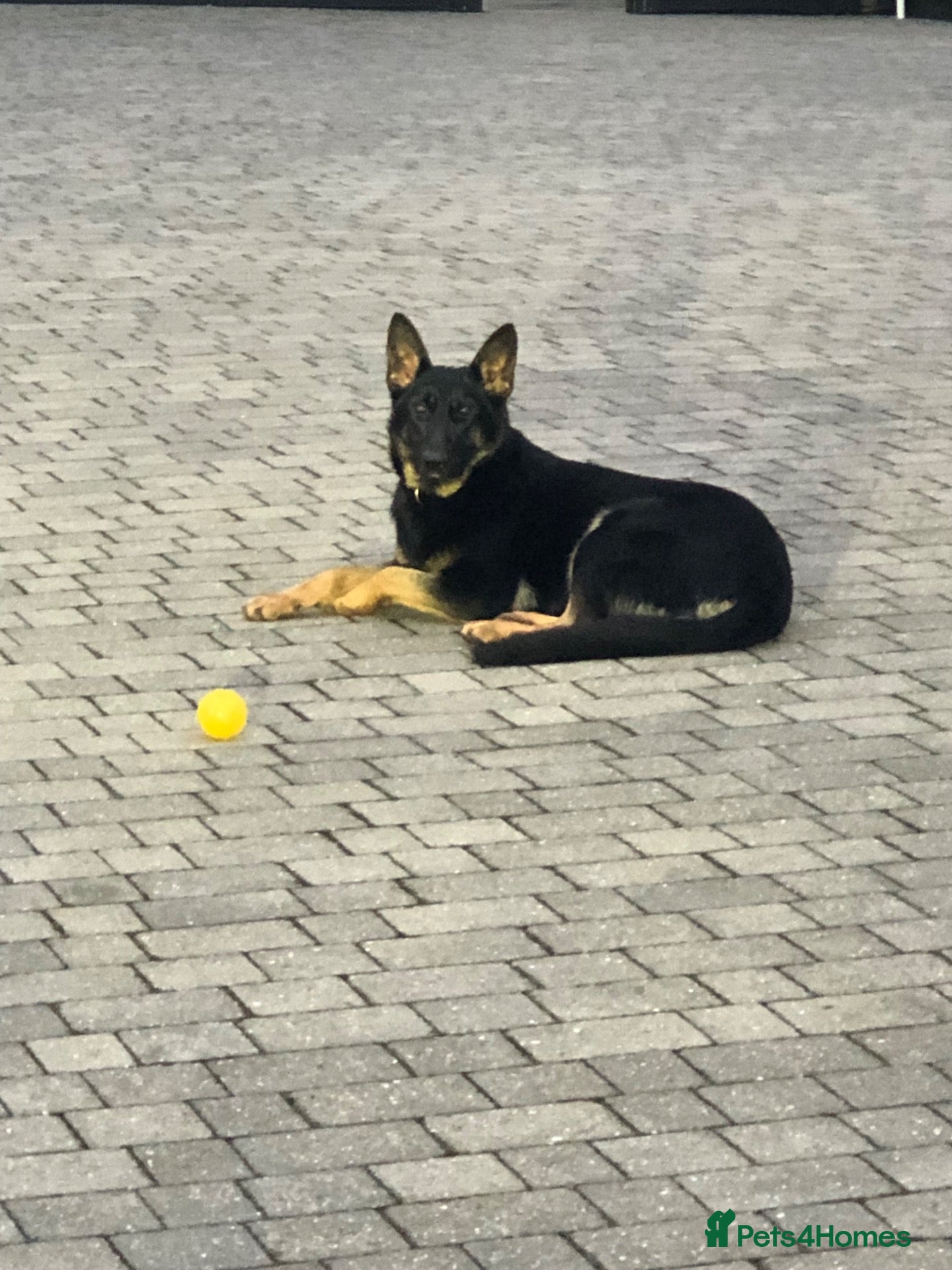 German Shepherd dogs Mrs Jas Padda  - Advert 1
