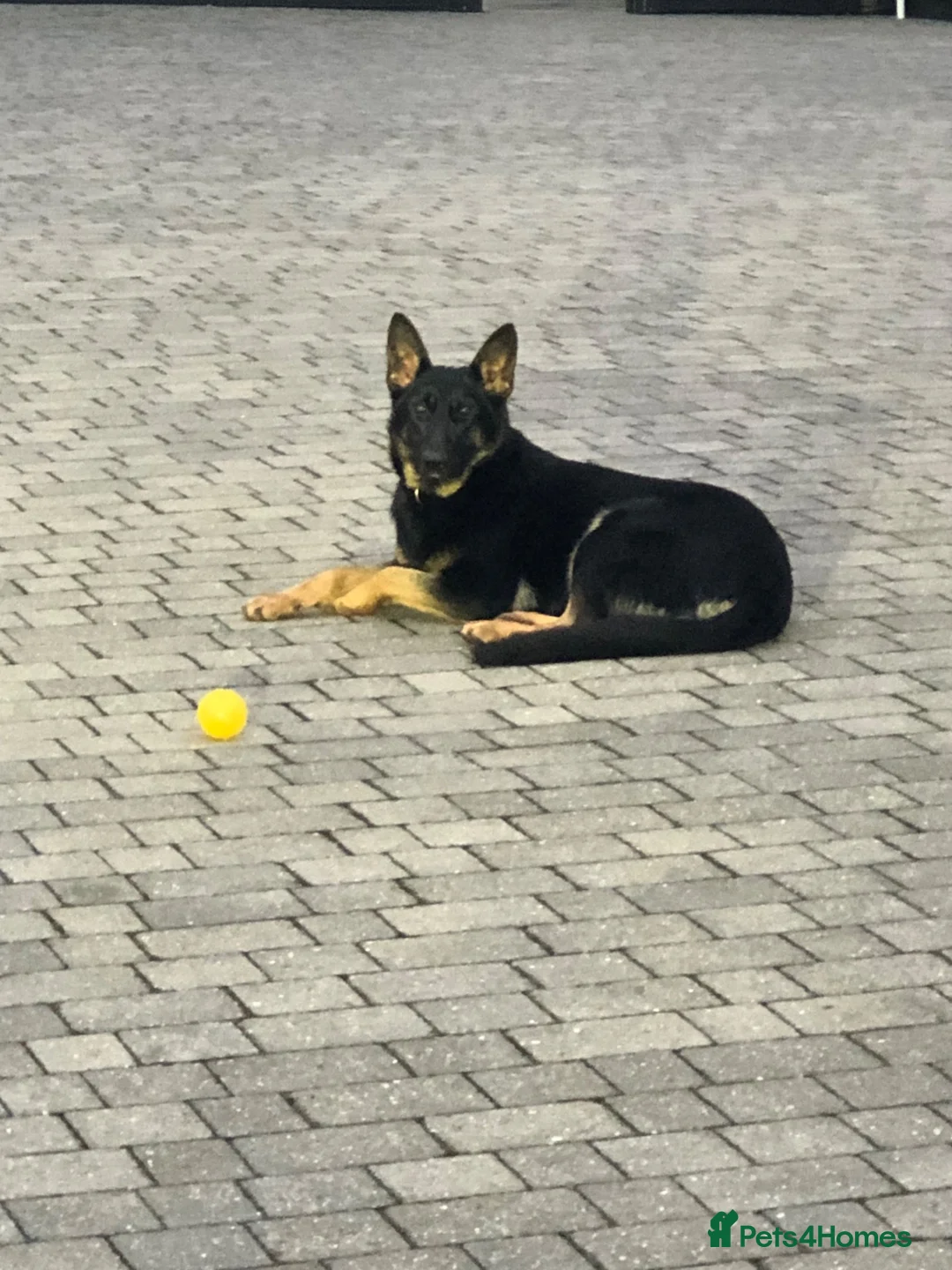 German Shepherd dogs for sale: Mrs Jas Padda  - Advert 1