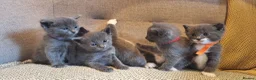 Ragdoll cats for sale: Ragdoll X kittens - extremely cute and fluffy  - Advert 9