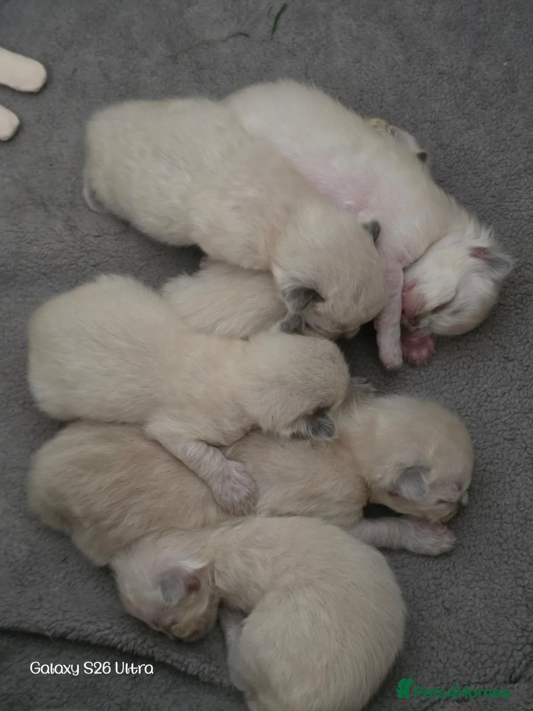 Ragdoll cats for sale: Ragdoll babies for sale in Dudley - Advert 2