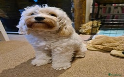 Cockapoo dogs for sale: Sweet boy cockapoo - Advert 3