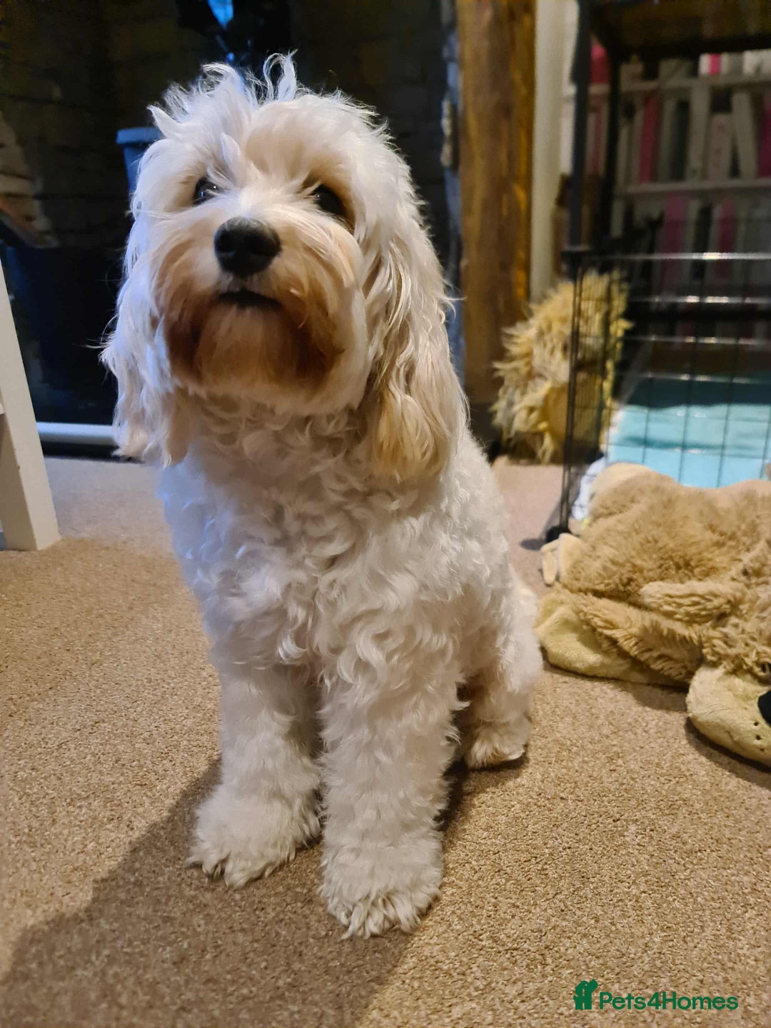 Cockapoo dogs for sale: Sweet boy cockapoo - Advert 3