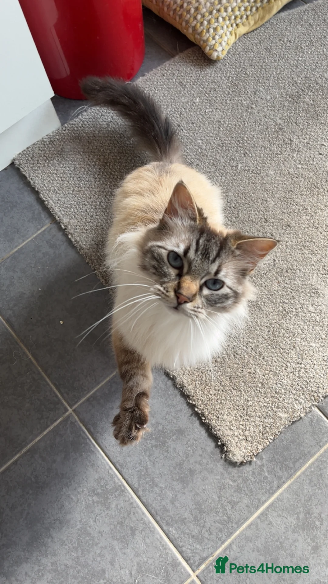 Ragdoll cats for sale: Ragdoll for Sale  in Market Rasen - Advert 2