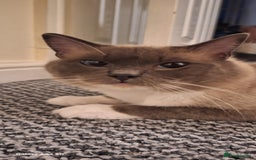 Ragdoll cats for sale: Stunning pure ragdoll male ❤️ - Image 7