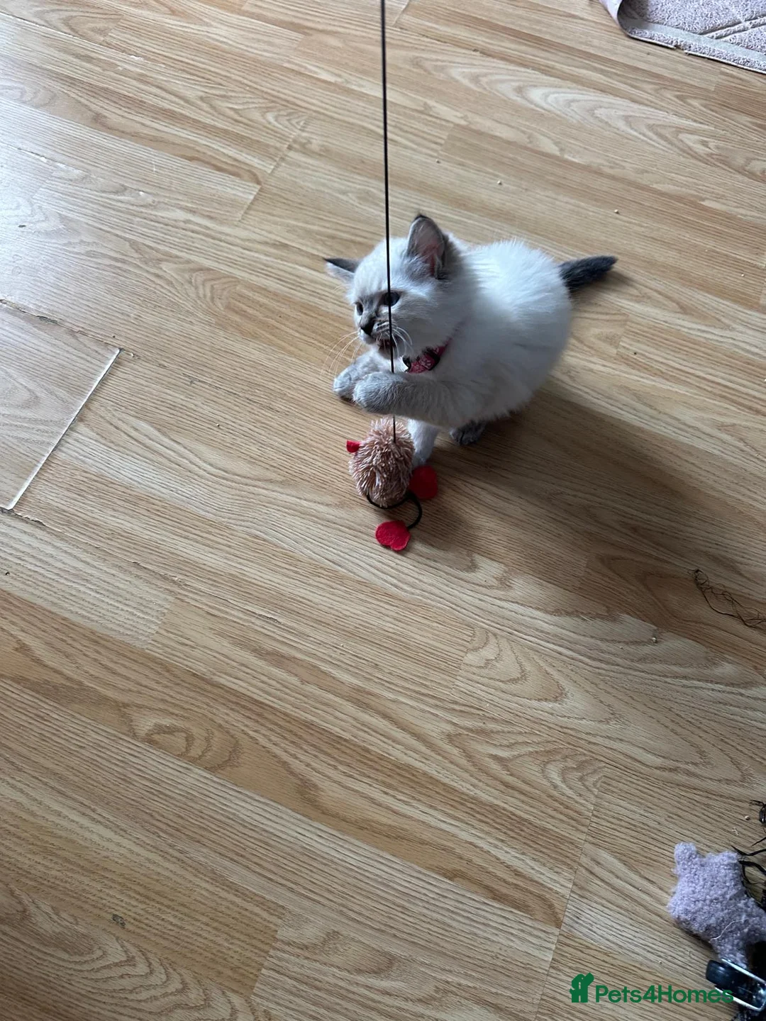 Ragdoll cats for sale: LAST PRICE 500£££Beautiful Ragdoll kitten - Advert 2