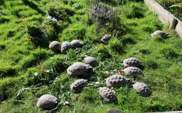 Tortoise reptiles for sale: Baby Hermann & Spur-thigh Tortoises for sale - Image 12
