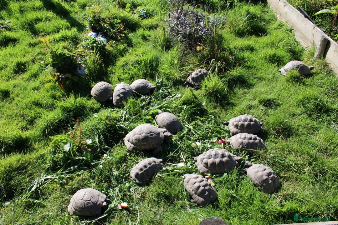 Tortoise reptiles for sale: Baby Hermann & Spur-thigh Tortoises for sale - Image 12