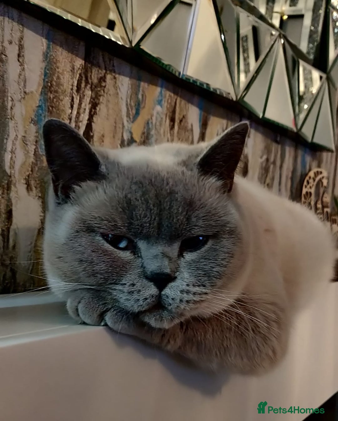 British Shorthair cats for sale: OUTSTANDING🏆PEDIGREE🎖CH SIRED in Dudley - Image 15