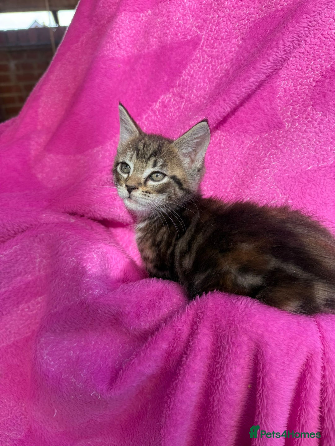 Maine Coon cats for sale: Beautiful Maine Coon Cross Kittens  - Image 19