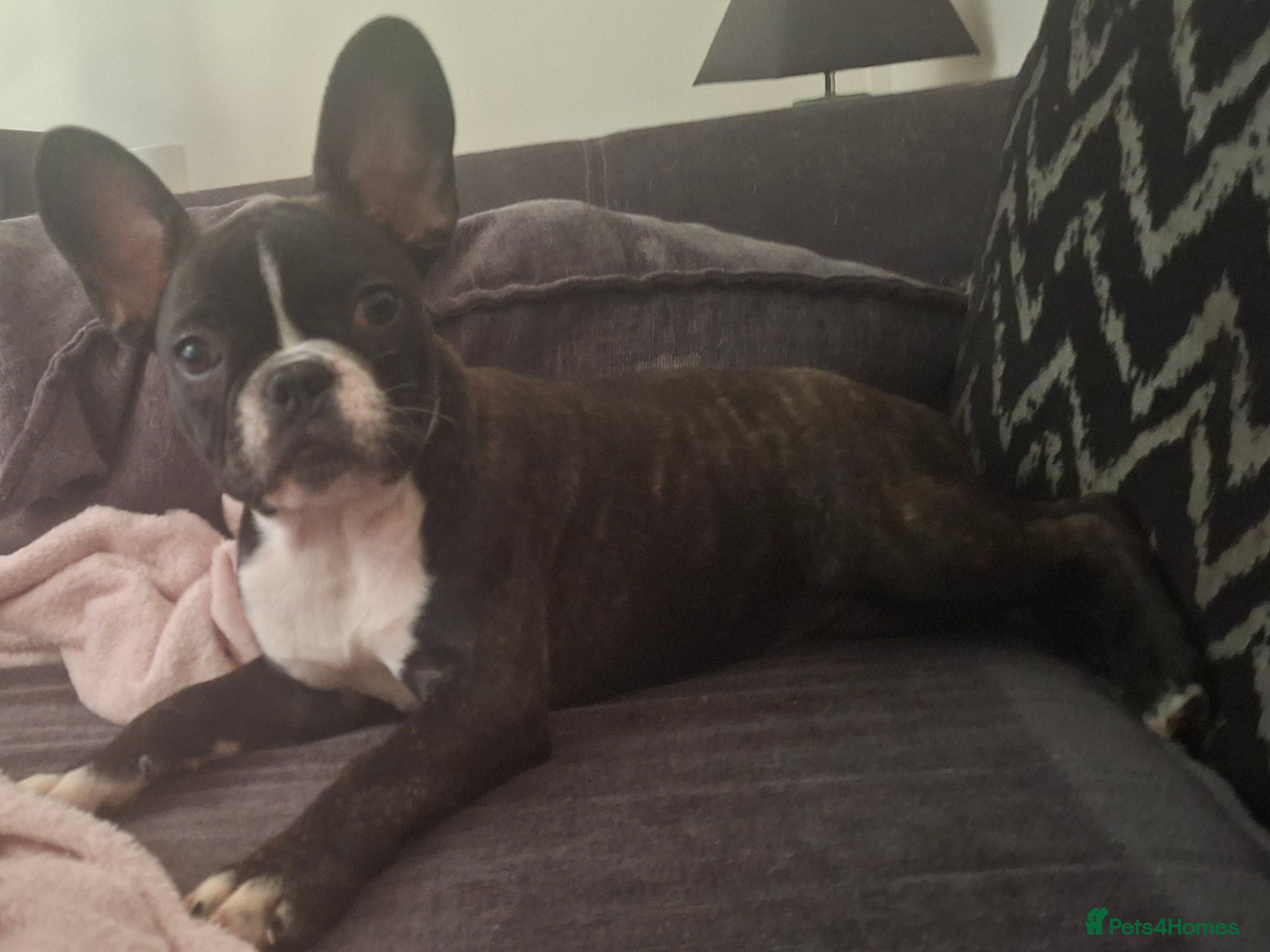 French Bulldog dogs STUNNING FRENCH BULL DOG PUPS READY NOW - Advert 7
