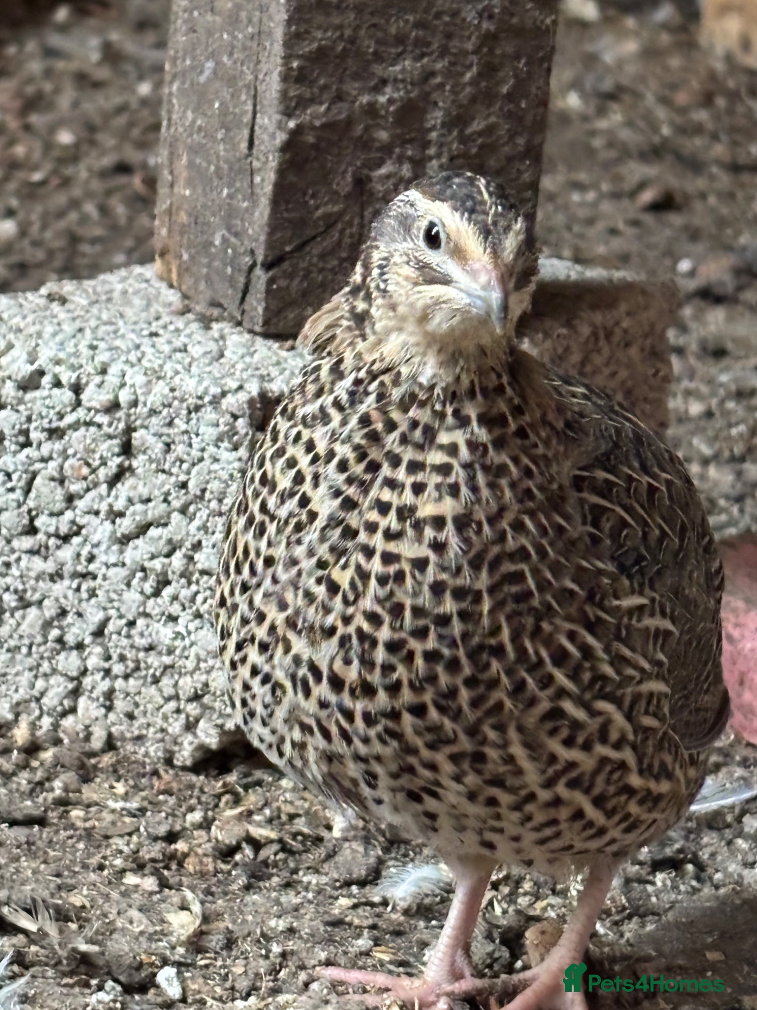 Quail poultry for sale: Quail for sale 10£  - Advert 1