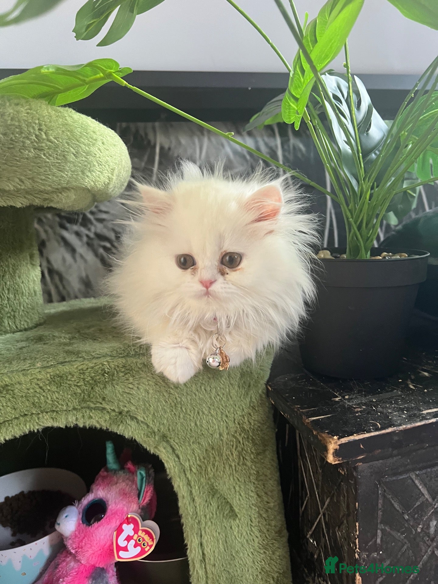 Persian cats PERSIAN ♥️🍃 ꨁ 🍃 ҉EXOTIC DOLL FAC - Advert 6