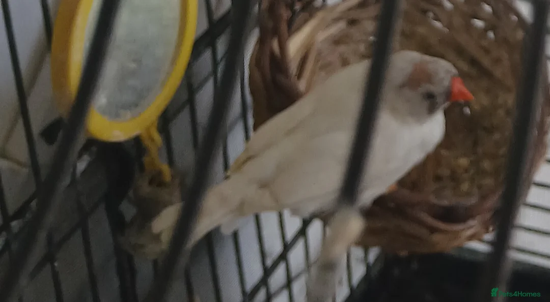 Finches birds for sale: White felmale finch  in Reading - Advert 1