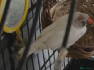 Finches birds White felmale finch - Advert 1