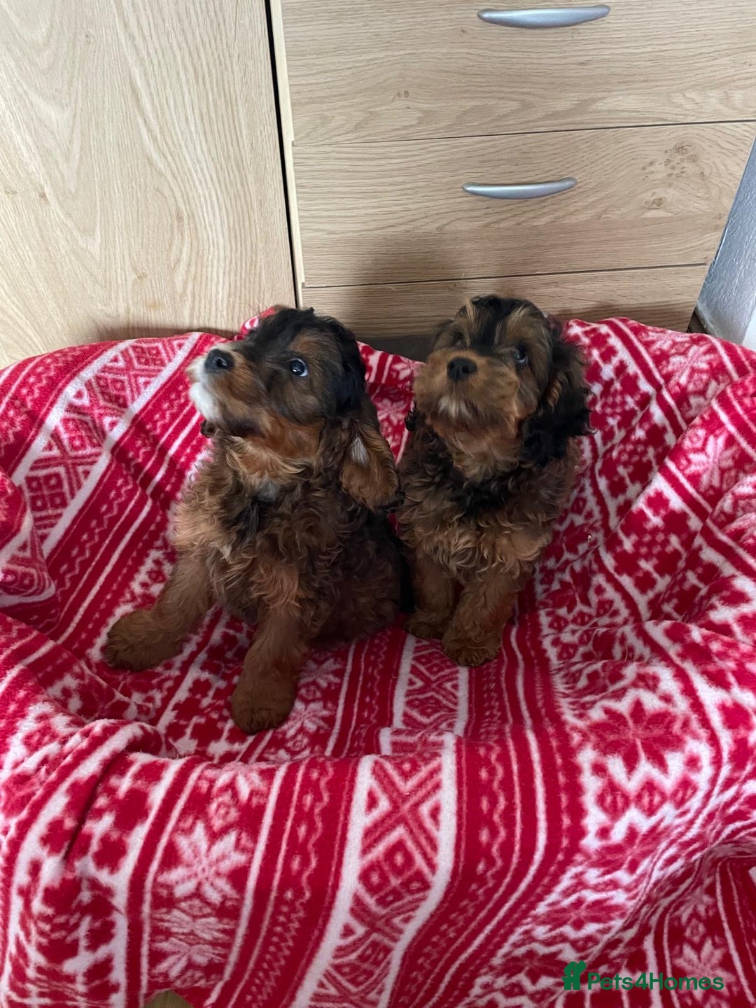 Cockapoo dogs for sale: Beautiful cockapoo pups  - Advert 3