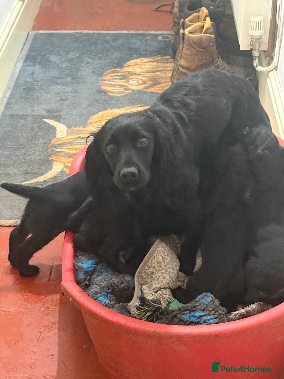 Cocker Spaniel dogs for sale: Working Cocker Spaniels - Advert 6