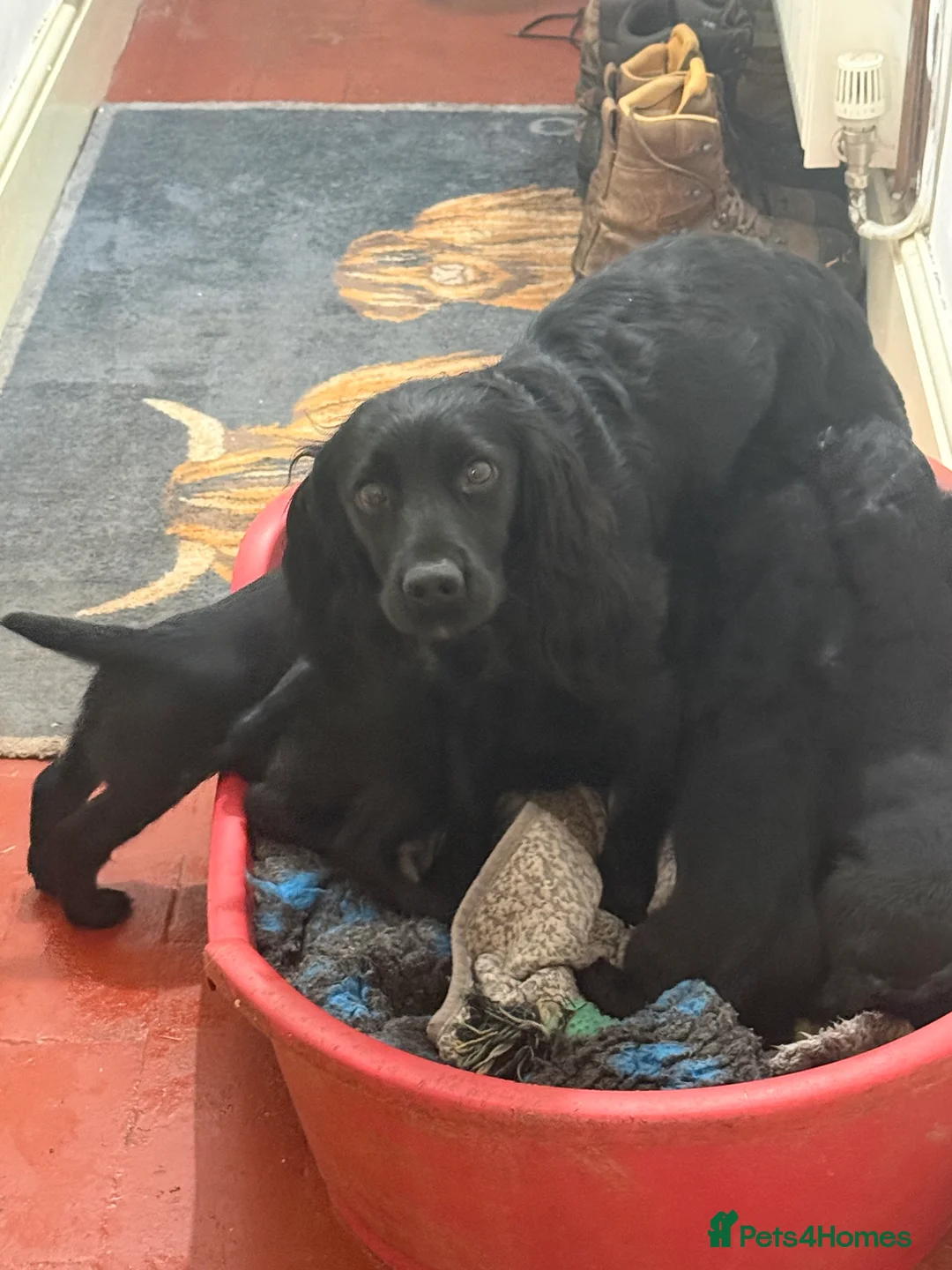Cocker Spaniel dogs for sale: Working Cocker Spaniels - Advert 6