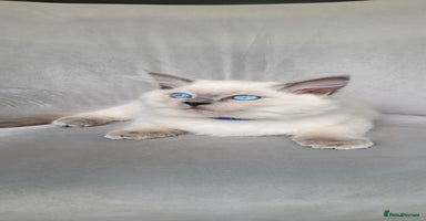 Ragdoll cats - Advert 2