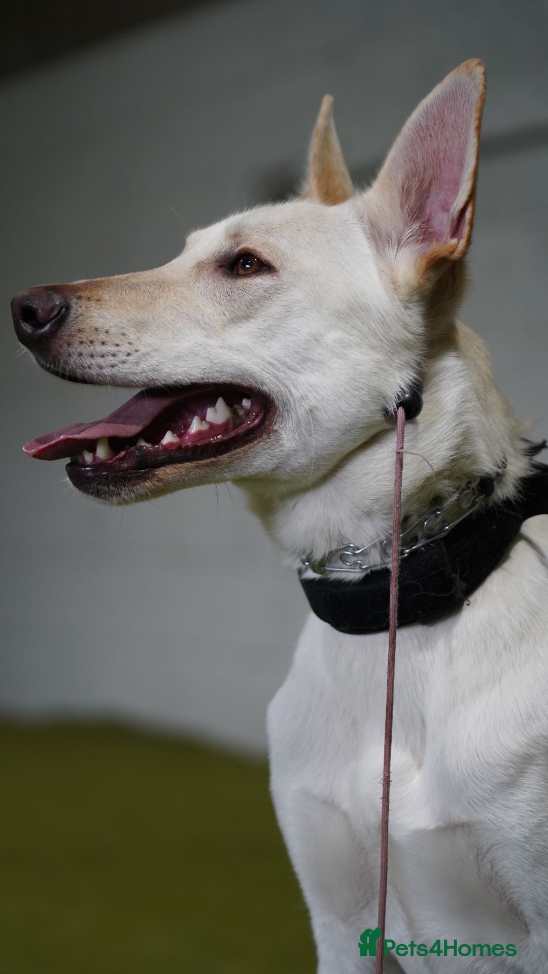 Belgian Shepherd Dog dogs for sale: ZYLA - Belgian Malinois - Image 13