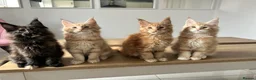 Maine Coon cats for sale: Maine Coon kittens - Advert 2