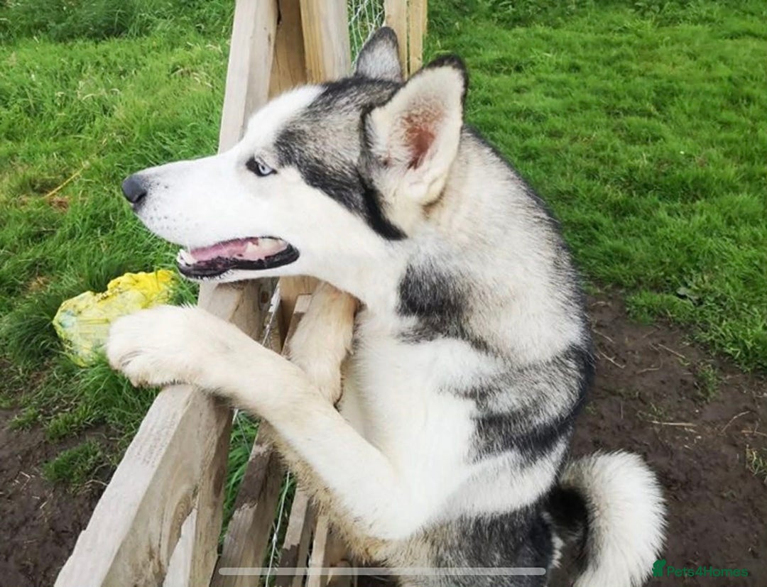 Siberian Husky dogs for sale: Siverian husky Blu - Advert 1