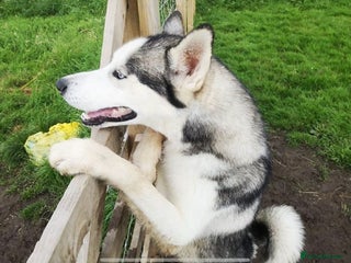 Siberian Husky dogs Siverian husky Blu - Advert 1