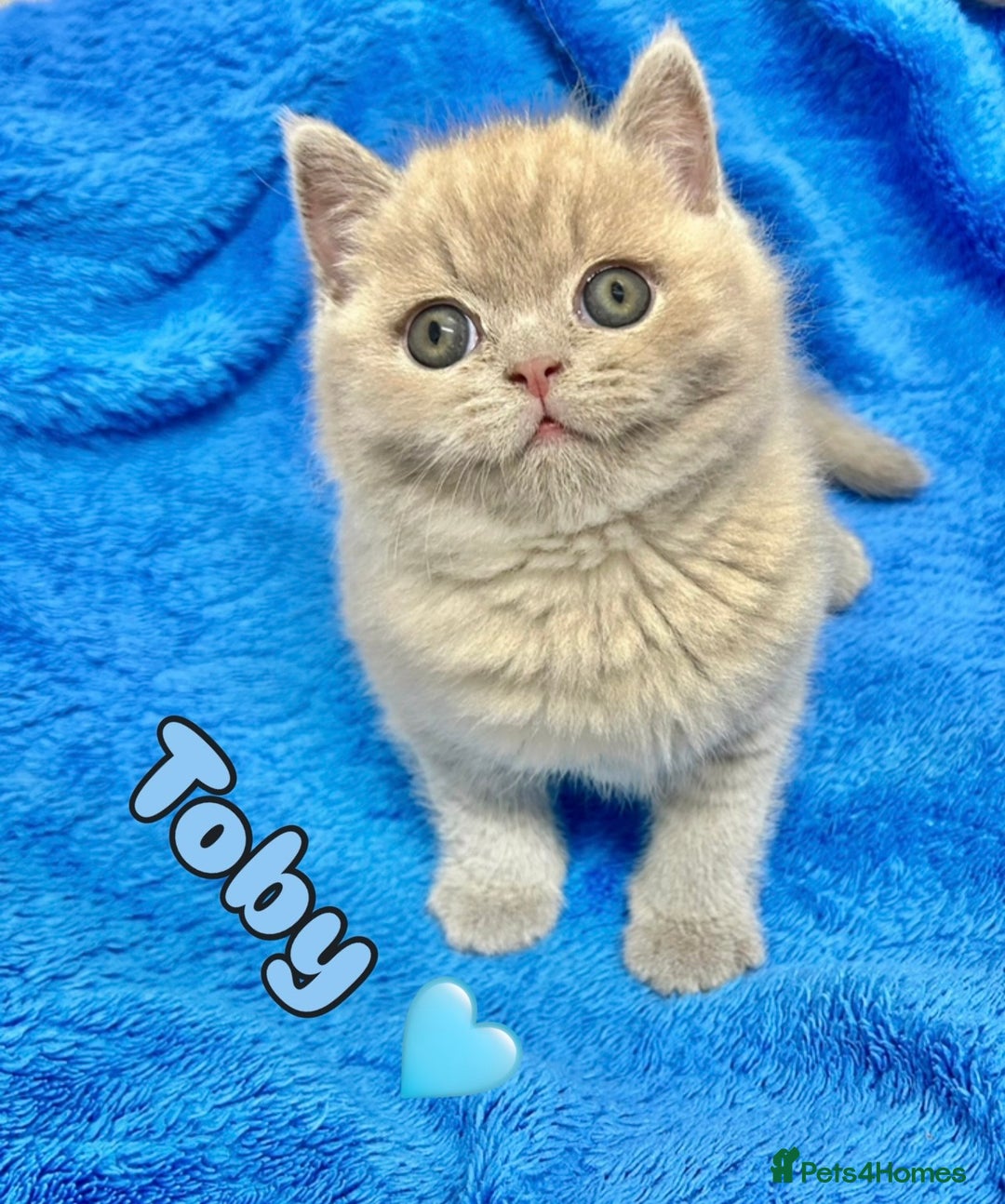 British Shorthair cats for sale: GCCF British Shorthair for Sale - Advert 5