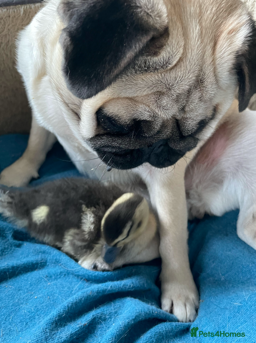 Mixed Breed dogs for sale: The Pug Who Raised a Duck Is Now Expecting Her Own - Advert 12