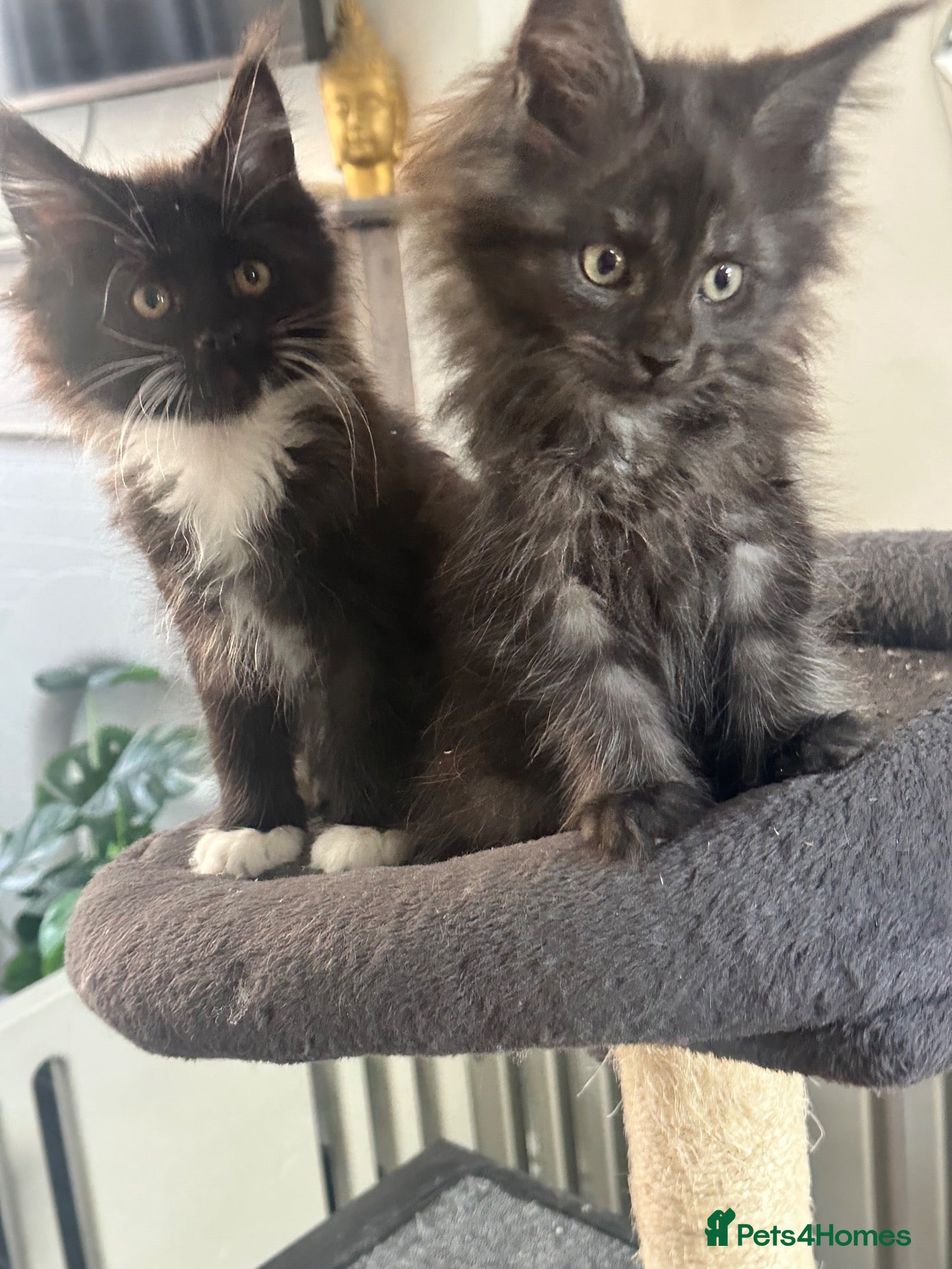Maine Coon cats 2 females left ready now  - Advert 18