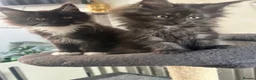 Maine Coon cats for sale: 2 females left ready now  - Advert 3