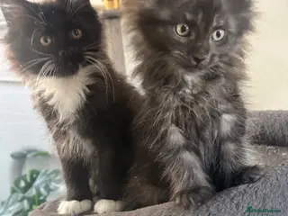 Maine Coon cats 2 females left ready now - Advert 2