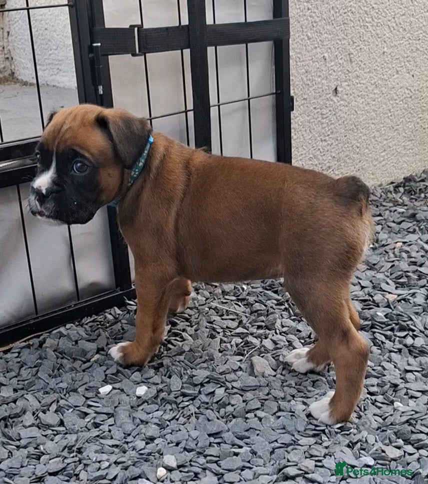 Boxer dogs Bobtail/tail, KC Registered Boxer Puppies - Advert 2
