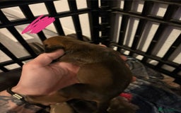 Miniature Dachshund dogs for sale: Mixed litter of beautiful miniature dachshunds  - Image 5