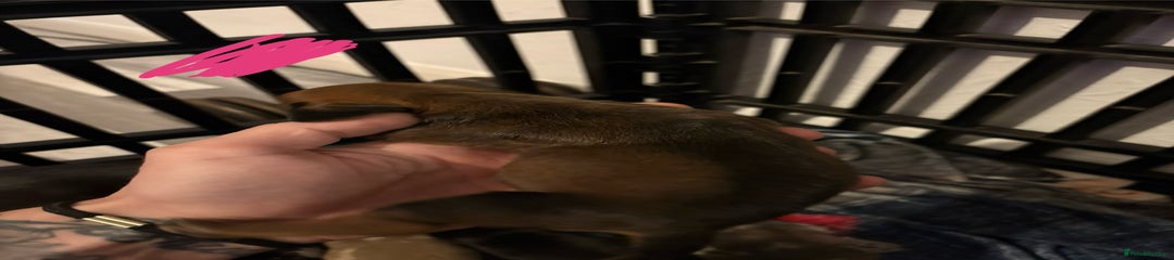 Miniature Dachshund Puppy 9