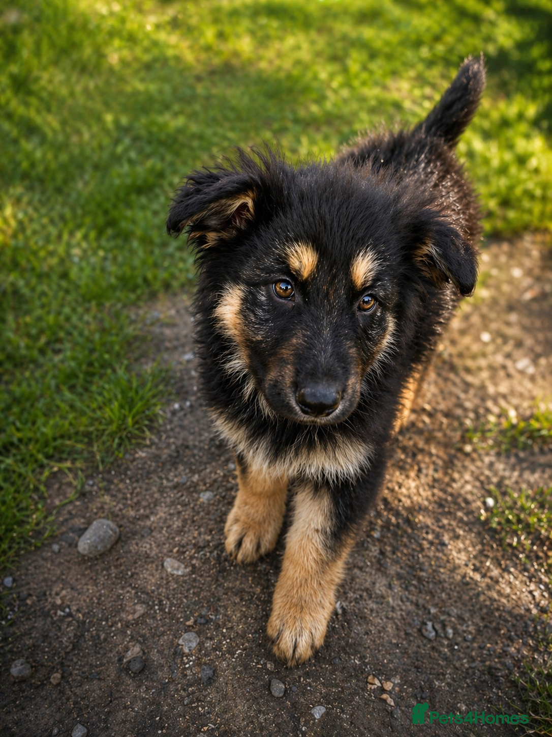 German Shepherd dogs KC Registered German Shepherd Puppies - Advert 13